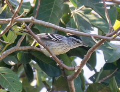 Herpsilochmus longirostris