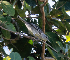 Herpsilochmus longirostris