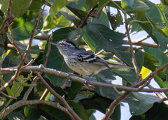 Herpsilochmus longirostris