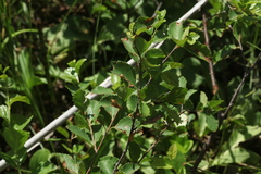 Betula humilis
