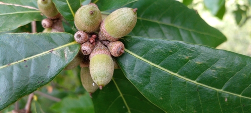 Quercus sapotifolia