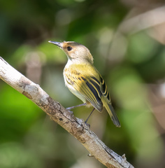 Poecilotriccus latirostris