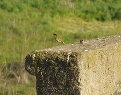 Motacilla flava feldegg