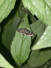 Bocchoris