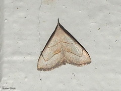 Macrochilo litophora