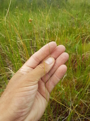 Carex billingsii