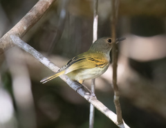Poecilotriccus latirostris