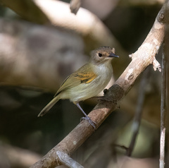 Poecilotriccus latirostris