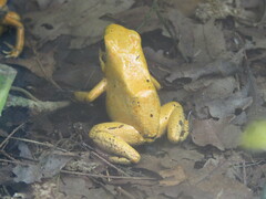 Phyllobates terribilis