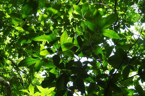 Yellow sapote (Casimiroa tetrameria)