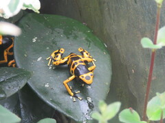 Dendrobates leucomelas