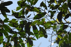 Sapotaceae