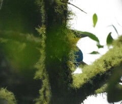 Momotus aequatorialis