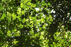 Sapotaceae