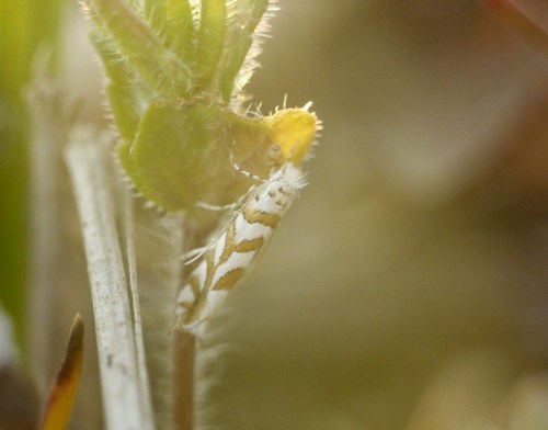 Scarce Oak Midget