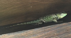 Sceloporus smaragdinus