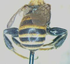 Emphorini