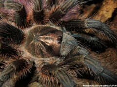 Phormictopus cancerides