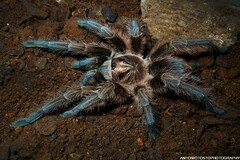 Phormictopus cancerides