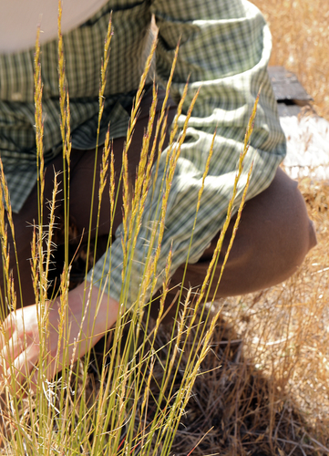 Snake River Wheatgrass (Elymus wawawaiensis)