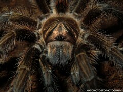 Phormictopus cancerides