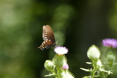 Battus philenor hirsuta