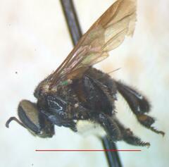 Trigona fuscipennis
