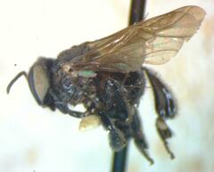 Trigona fuscipennis