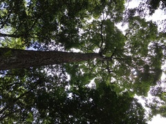 Ulmus mexicana