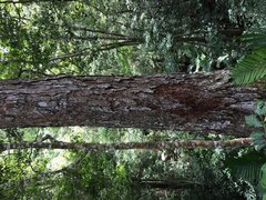 Ulmus mexicana