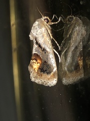 Tarache terminimaculata