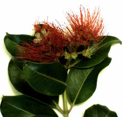 Metrosideros collina