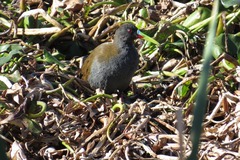 Pardirallus sanguinolentus