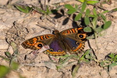 Junonia genoveva
