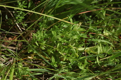 Stellaria crassifolia