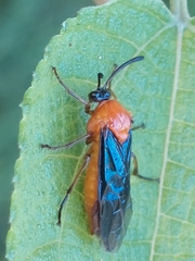Tanyphatnidea sinensis