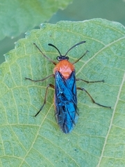 Tanyphatnidea sinensis
