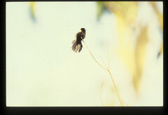 Euplectes macroura macrocercus