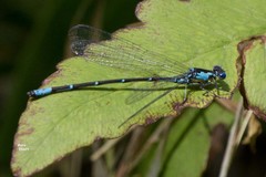 Chromagrion conditum