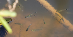 Serrapinnus kriegi