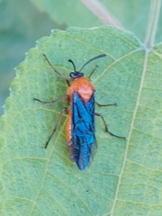 Tanyphatnidea sinensis