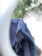 Hoplitis fulgida
