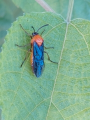 Tanyphatnidea sinensis