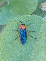Tanyphatnidea sinensis