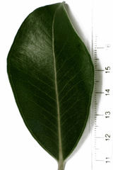 Metrosideros collina