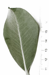 Metrosideros collina