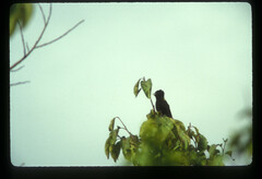 Euplectes macroura macrocercus