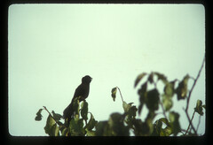 Euplectes macroura macrocercus