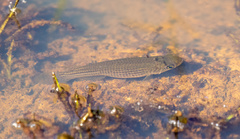 Trigonectes balzanii