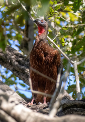 Penelope ochrogaster